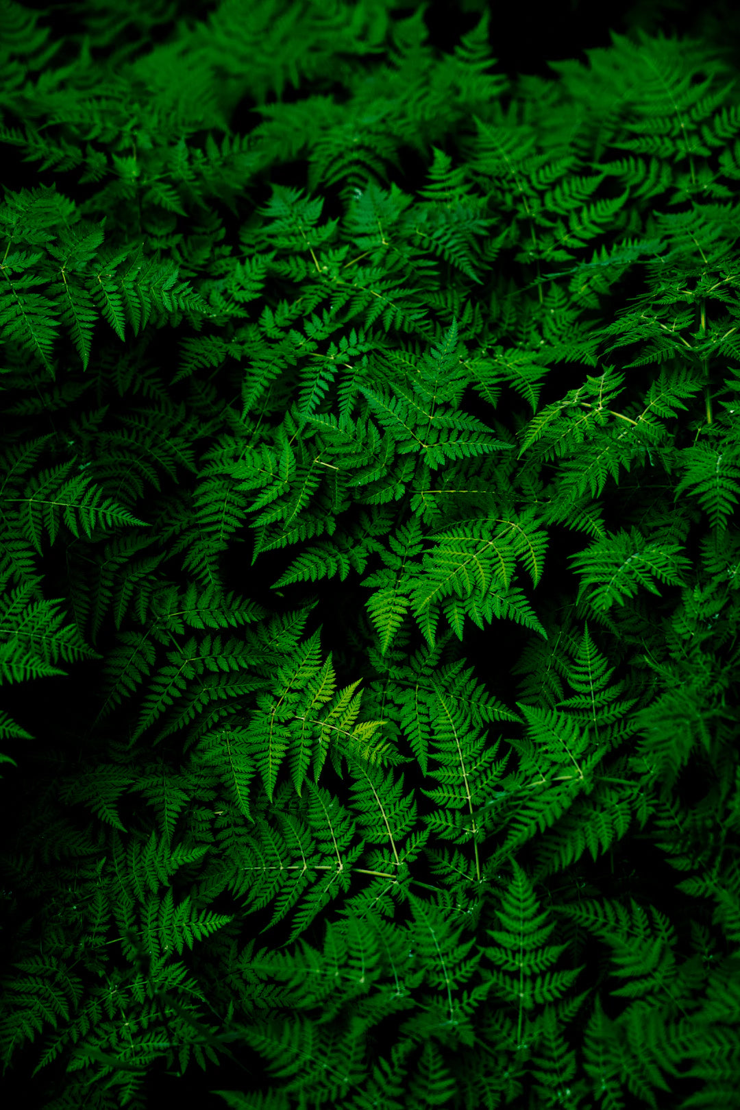 Embrace Green Living with Paracord Plant Hangers