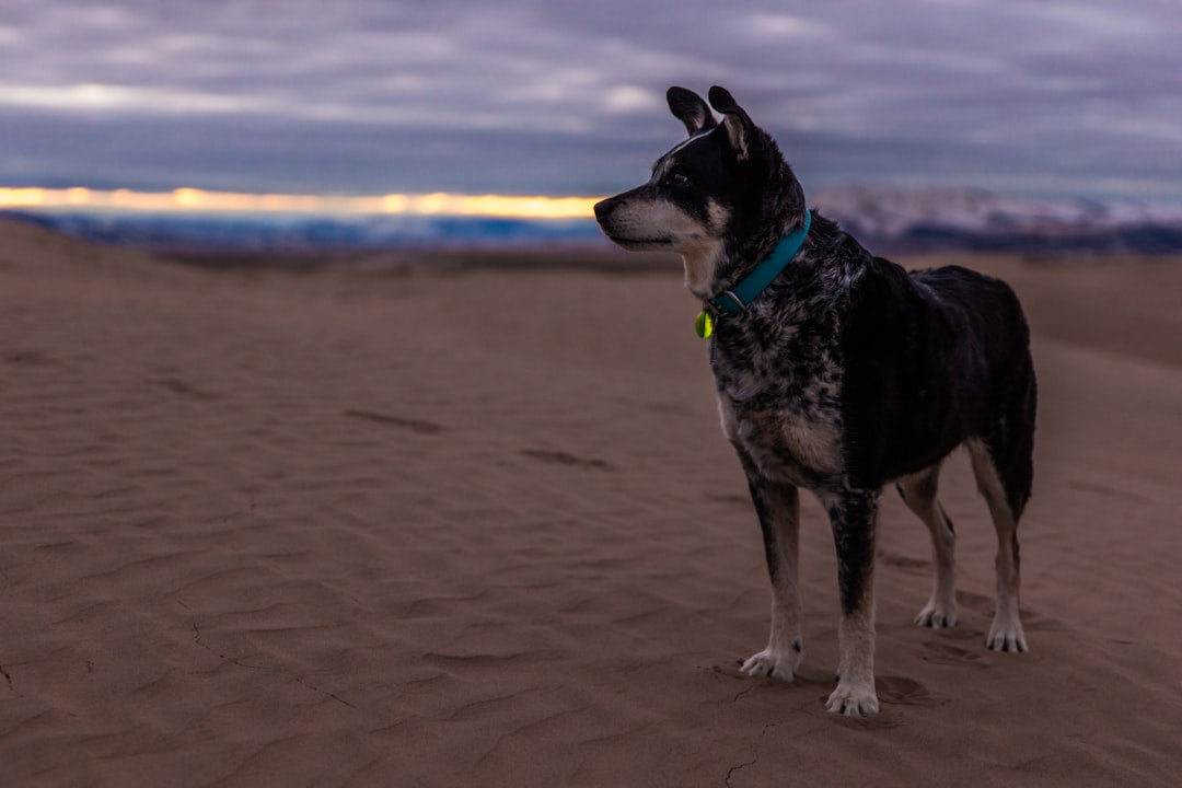 Crafting the Perfect Paracord Dog Collar: A Step-by-Step Guide